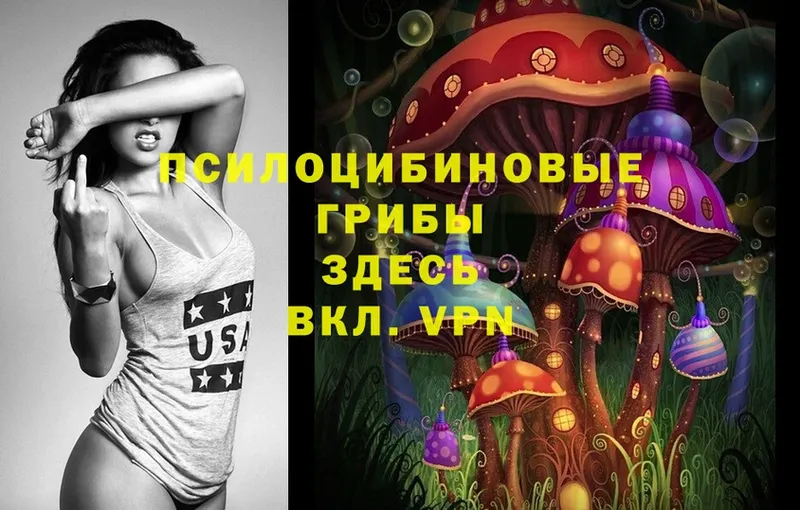 Галлюциногенные грибы Psilocybe  Нефтекумск 